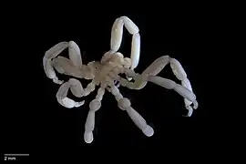 Stylopallene cheilorhynchus