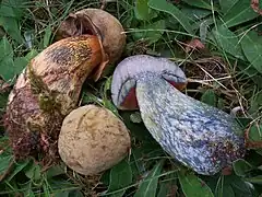 Suillellus luridus, le Bolet blafard, au chapeau brun, parfois marron foncé, aux pores orangés et au bleuissement intense. Son pied est nettement réticulé.