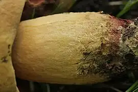 Stipe très finement ponctué à sublisse