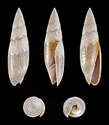 Swainsonia fissurata