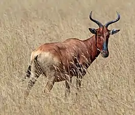 Bubale de Swayne au Sanctuaire de Senkele, en Éthiopie.