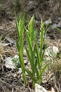 Photographie en couleurs de trois plantes vertes côte à côte présentant une inflorescence pyramidale en bouton.