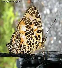 Bouffon de l'Himalaya Symbrenthia hypselis (Nymphalidae)