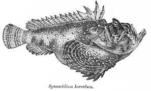 Synanceia horrida