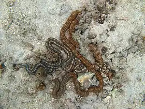 Synapta maculata (Synaptidae).