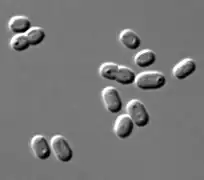 Synechococcus sp. (Synechococcaceae).