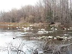 Cormorans sur la Têt, Ille-sur-Têt.