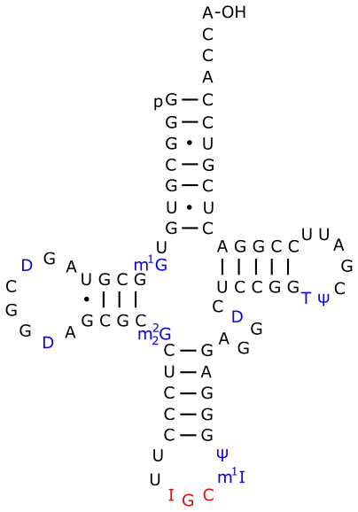 ARNt d'alanine chez la levure.La 1-méthylguanosine est notée m1G.