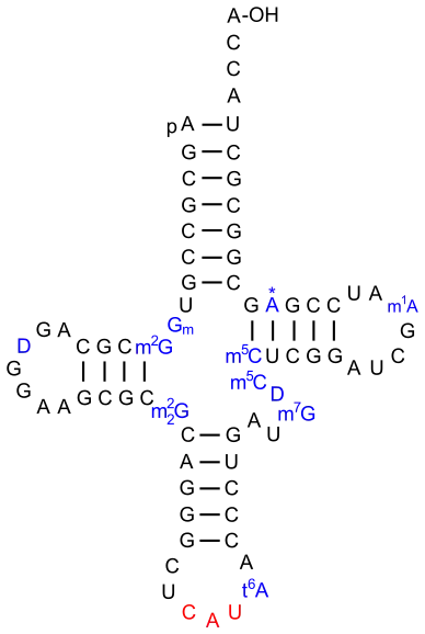 ARNt d'initiation chez la levure.La 2′-O-méthylguanosine est notée Gm.