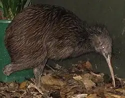 Image illustrative de l’article Zoo de Wellington