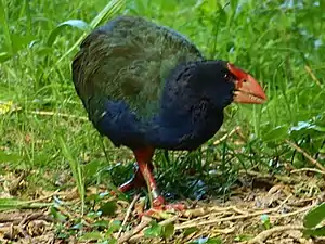 Photographie d'un oiseau trapu à ailes courtes et à gros bec.