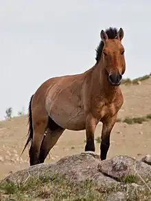 Un Przewalski à Khustain&nbsp;(en) en Mongolie.