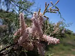Inflorescences.