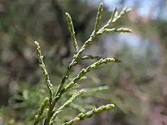 Extrémité des rameaux.