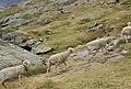 Tarasconnaises en estive dans le cirque d'Estaubé (Hautes-Pyrénées)