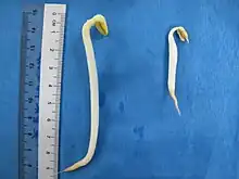 pousse de soja (jaune) et pousse de mungo