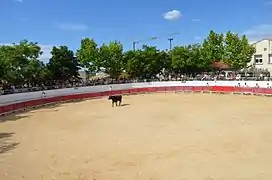 Taureau de la manade, dans les arènes de Saint-Christol.