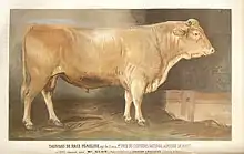 Illustration en couleur d'un taureau de couleur froment, musclé à pattes fines et ligne dorsale droite.