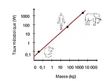 Taux métabolique en fonction de la masse de l'organisme d'après la Loi de Kleiber