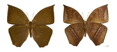 Taygetis excavata  - MHNT