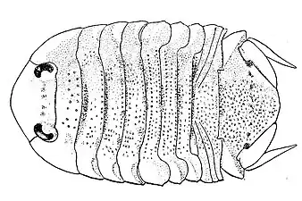 Tecticeps renoculis (Tecticipitidae)