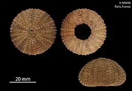 Temnopleurus toreumaticus (MNHN).