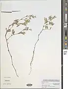 Tephrosia pedicellata.