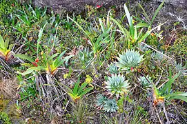 Végétation adaptée aux sols maigres, mont Roraima, Venezuela.