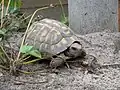 Tortue d'Hermann (Testudo hermanni, Testudines)