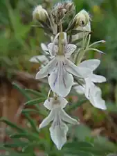 Teucrium creticum ou Germandrée à feuilles de romarin