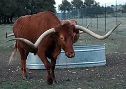 Texas longhorn