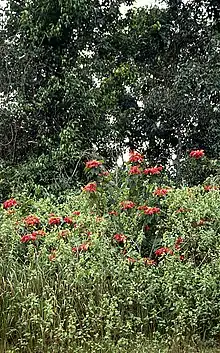 Euphorbia pulcherrima