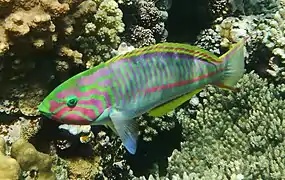 Thalassoma rueppellii