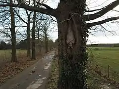 Chauve-souris (2006)