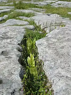 The Burren, au nord ouest du Comté de Clare, en Irlande.