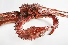 Lithodes aequispinus.