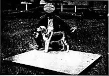 Image en noir et blanc d'un beagle présenté en concours devant son maître.