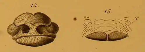 Face avant du museau (14) et sa lèvre supérieure (15)