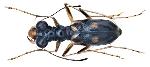 Therates vietnamensis, Parc national de Tam Dao, Vietnam