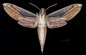 Revers du mâle (coll.MHNT)