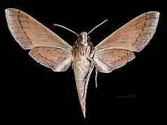 Revers de la femelle (coll.MHNT)