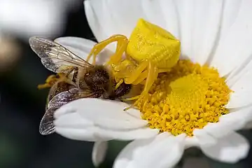 Thomise enflée digérant une abeille.