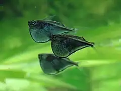 Thoracocharax securis