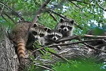 Le raton laveur est répandu dans les 48 États contigus.