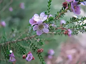 Thryptomene baeckeacea.