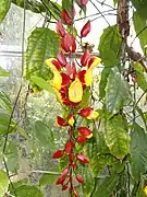 Thunbergia mysorensis, originaire de la région de Mysore