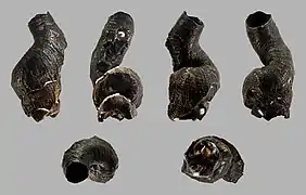 Thylacodes colubrinus (Philippines).