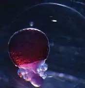 Gros plan sur un œuf