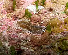 Un plathelminthe du genre Thysanozoon ou Acanthozoon