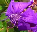 Tibouchina semidecandra